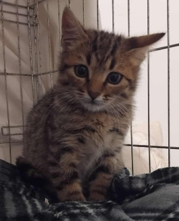 Lillo micio in pericolo Foto 2